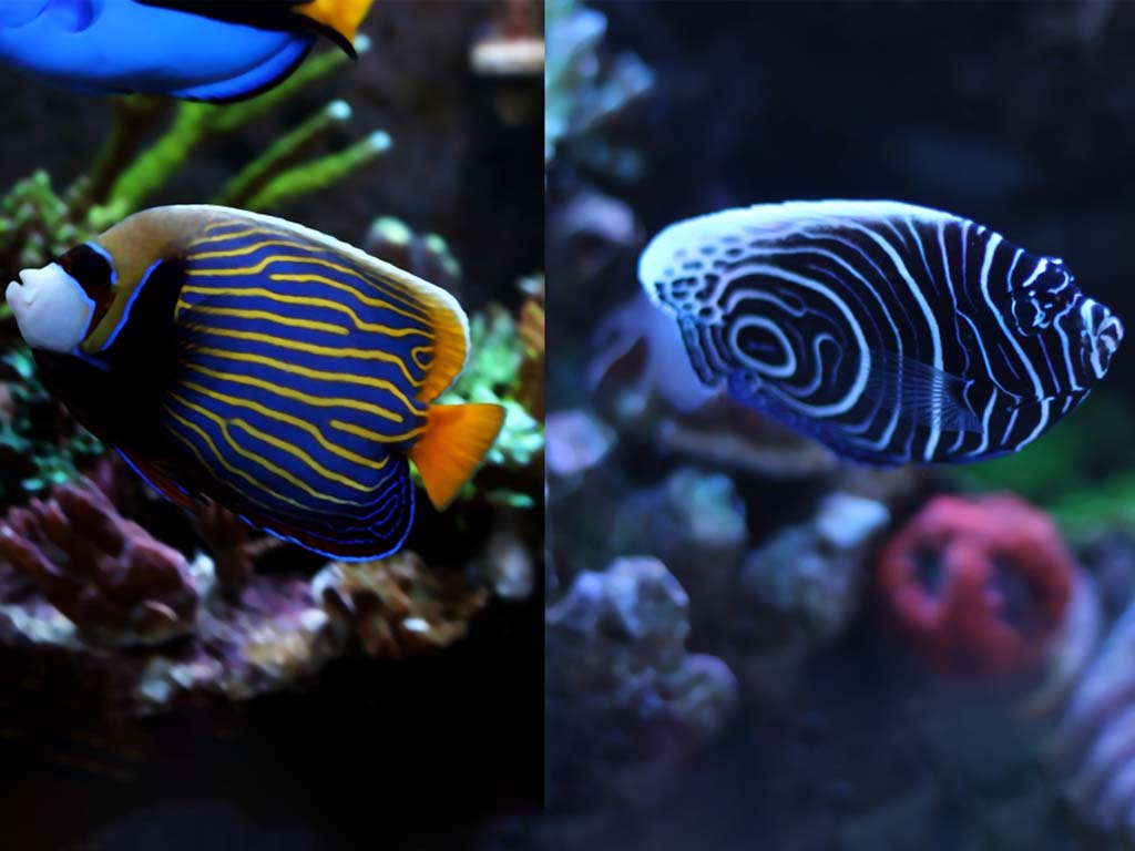 Superbe poisson-ange empereur dans les merveilles sous-marines de Zanzibar