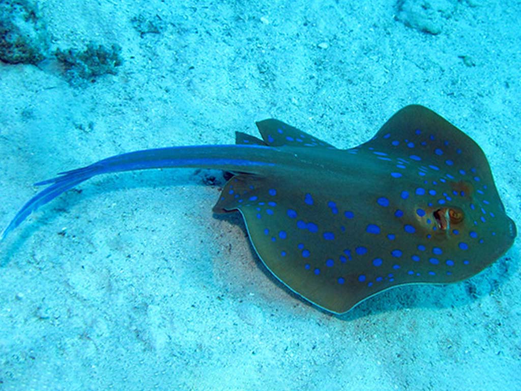 Blue Spotted Ray deslizándose sobre el fondo del océano en las maravillas submarinas de Zanzíbar