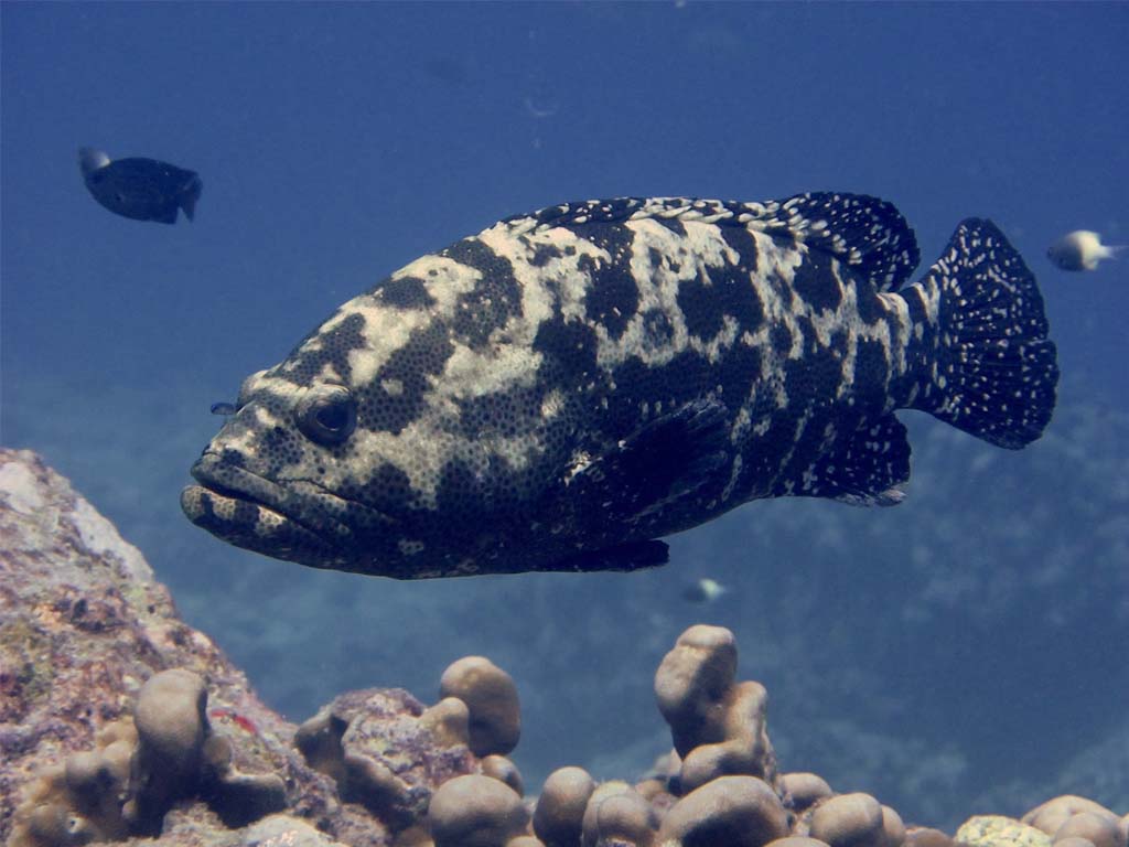 Seltener Brommarmor-Zackenbarsch in den Unterwasserwundern Sansibars.