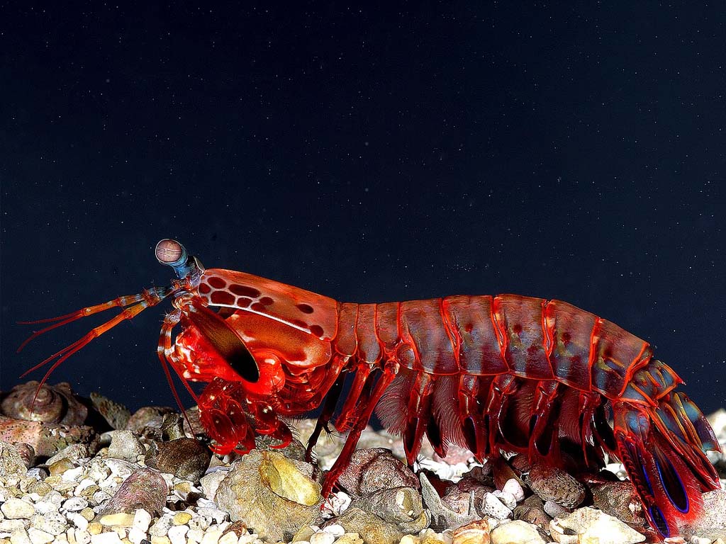 Crevettes-mantes à frappe rapide dans les merveilles naturelles de Zanzibar