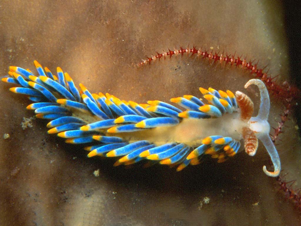 Colorful Nudibranch crawling in the  zanzibar natural wonders