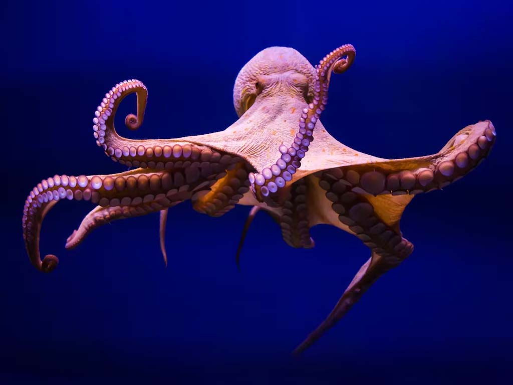 Farbwechselnder Oktopus in den Naturwundern von Sansibar