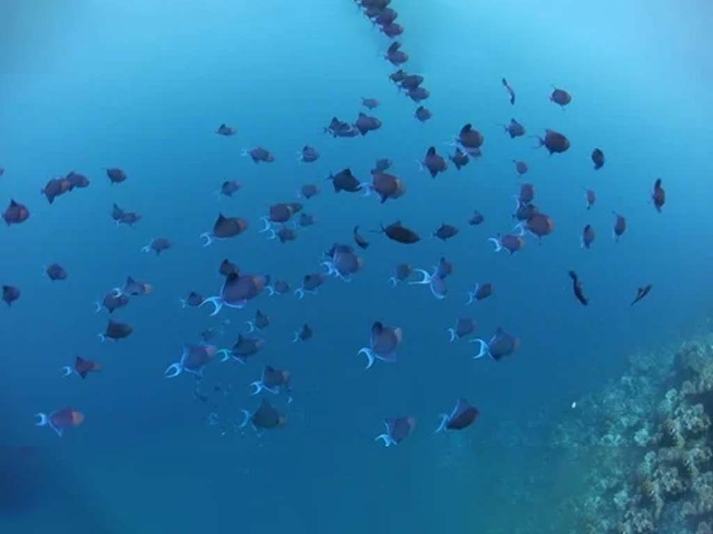 Il pesce balestra dai denti rossi mostra i suoi denti aguzzi nelle meraviglie sottomarine di Zanzibar