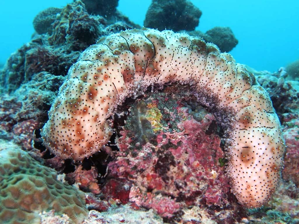 Eco-pulizia del cetriolo di mare nelle meraviglie naturali di Zanzibar.