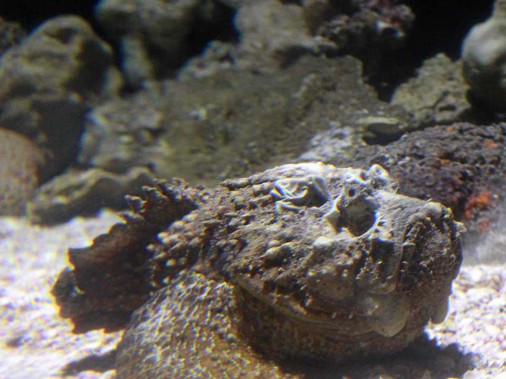 Pez piedra camuflado, el pez más venenoso de las maravillas submarinas de Zanzíbar
