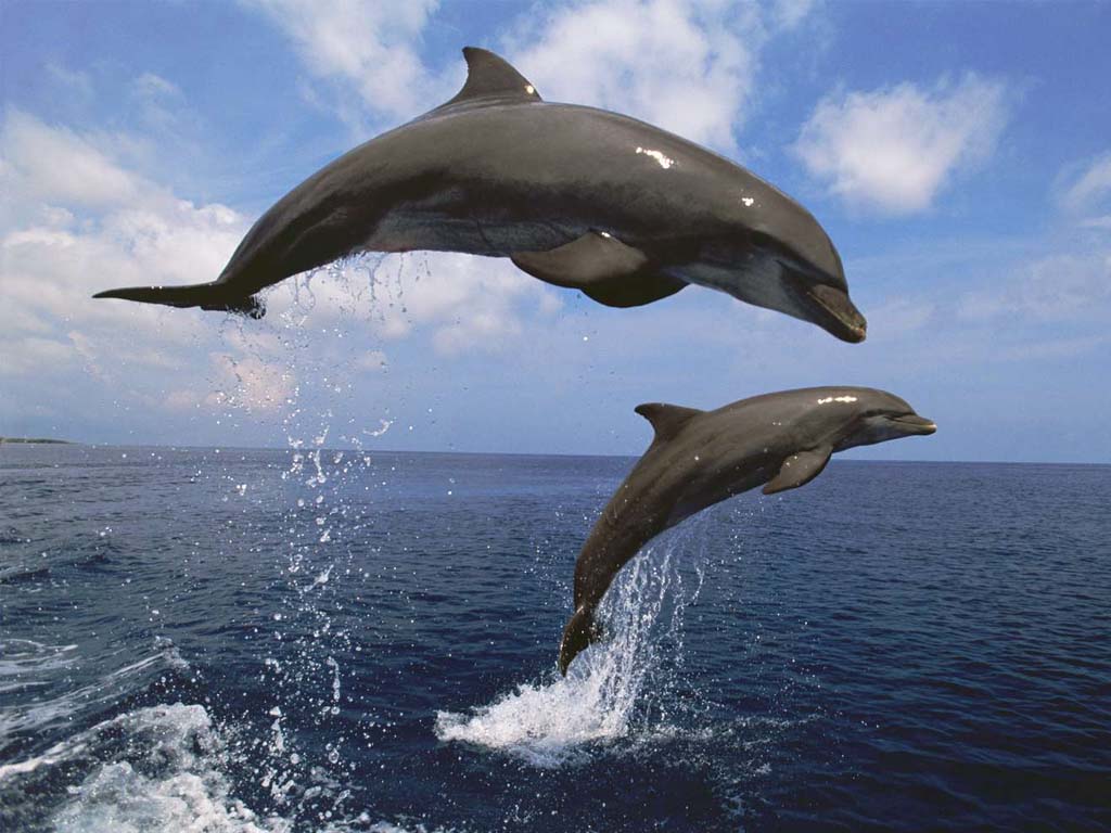 Delfines mulares nadando en las maravillas naturales de Zanzíbar