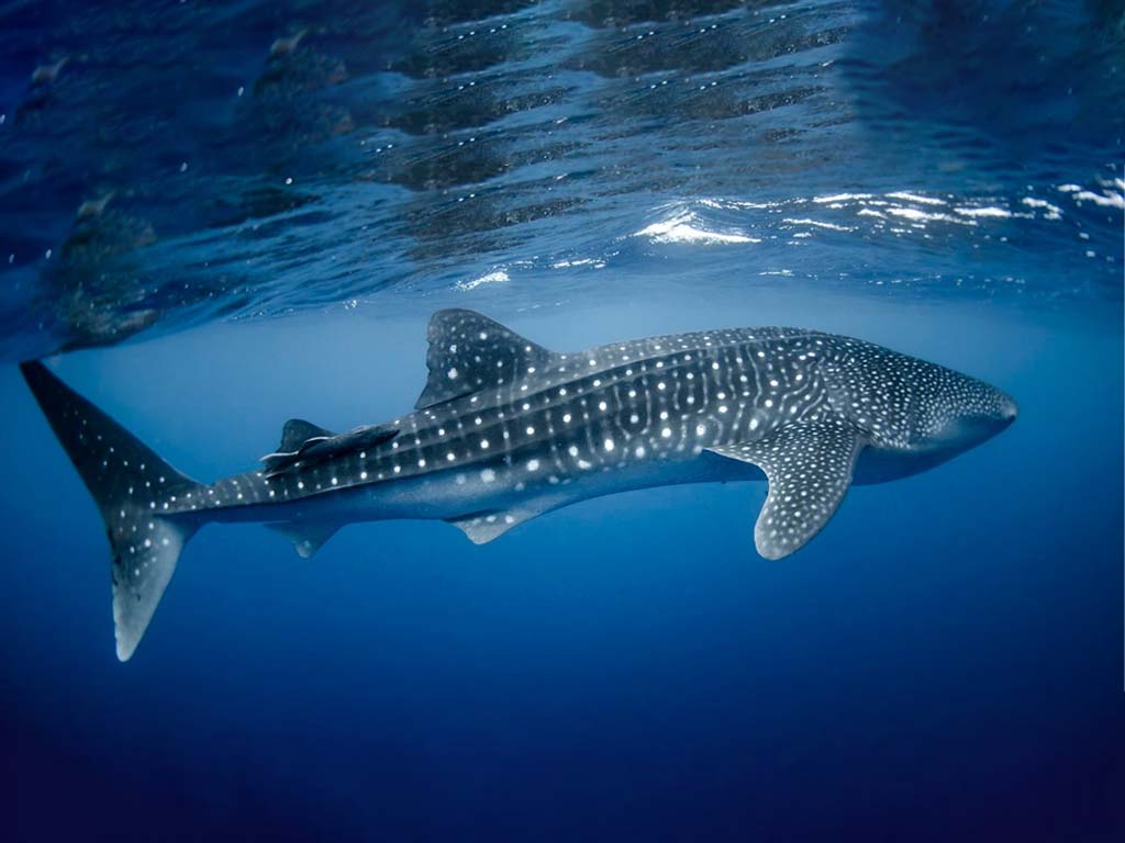 Tiburón ballena en peligro de extinción en las maravillas naturales de Zanzíbar