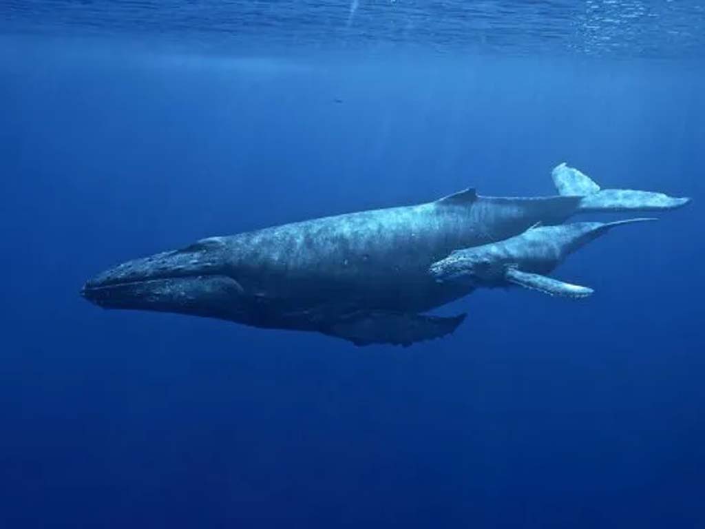 Baleine à bosse chantant dans les merveilles naturelles de Zanzibar