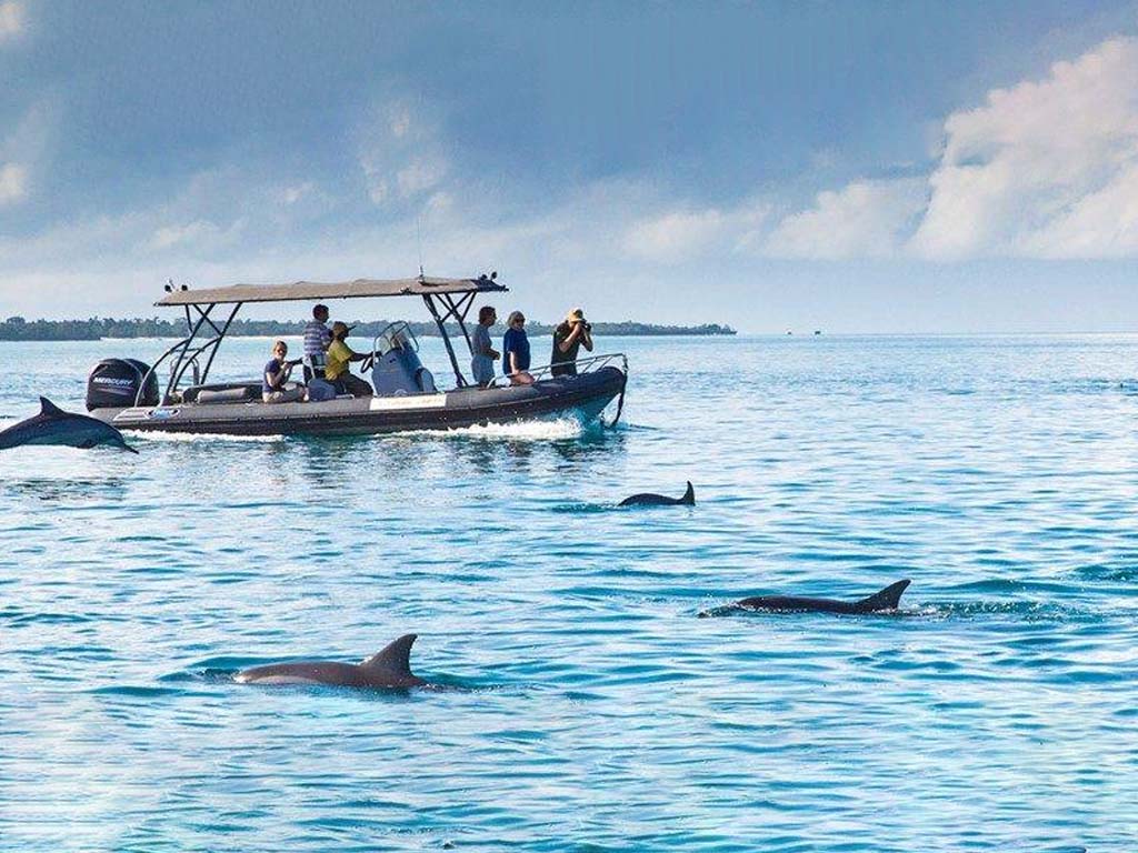 Schwimmen mit Delfinen in Kizimkazi, ein magisches Erlebnis an den Touristenattraktionen Sansibars.