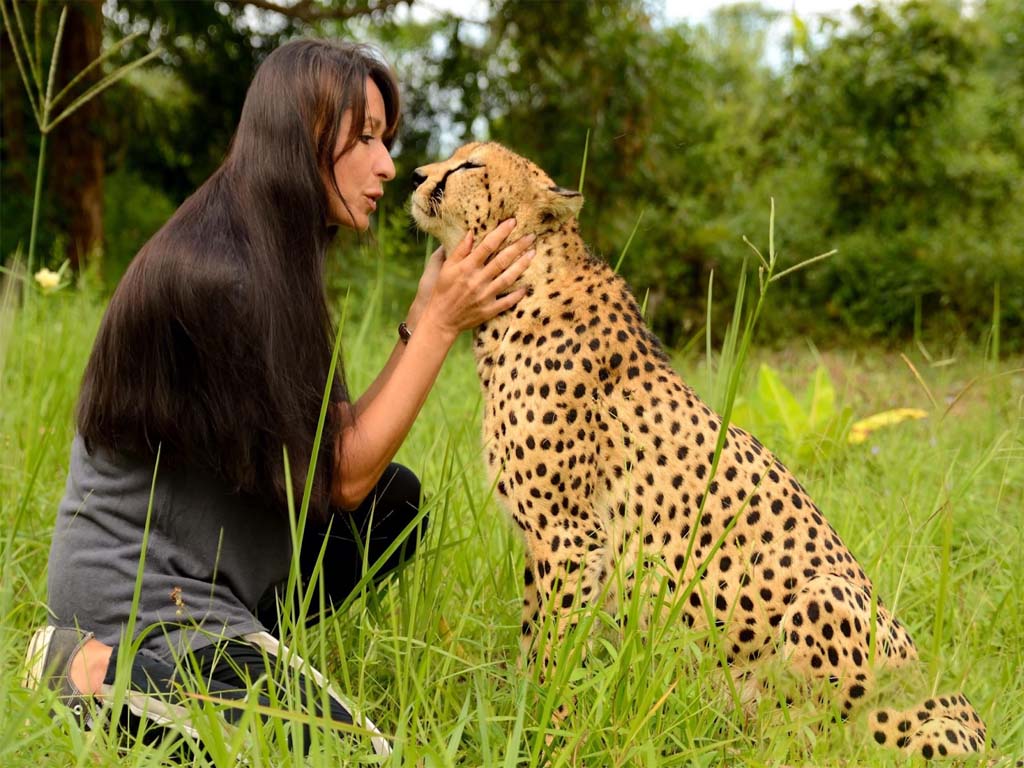 Interacción cercana con guepardos en Cheetah's Rock, uno de los principales lugares turísticos de Zanzíbar  