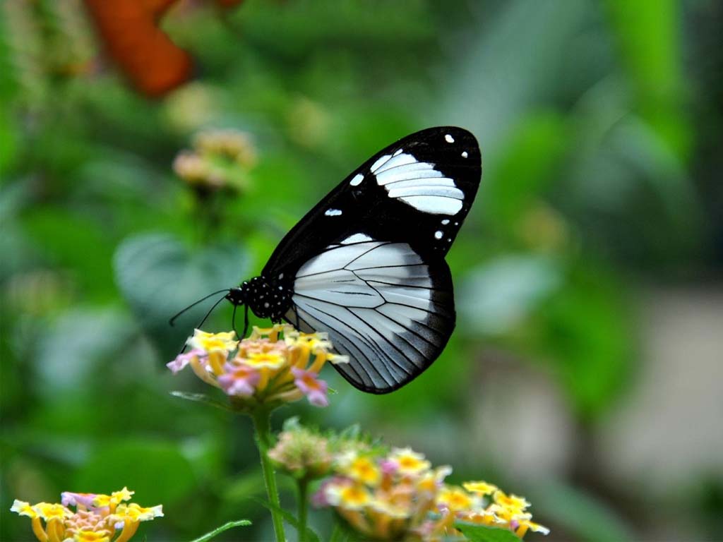 Bunte Schmetterlinge im Zanzibar Butterfly Centre, ein Muss für alle Touristenattraktionen Sansibars