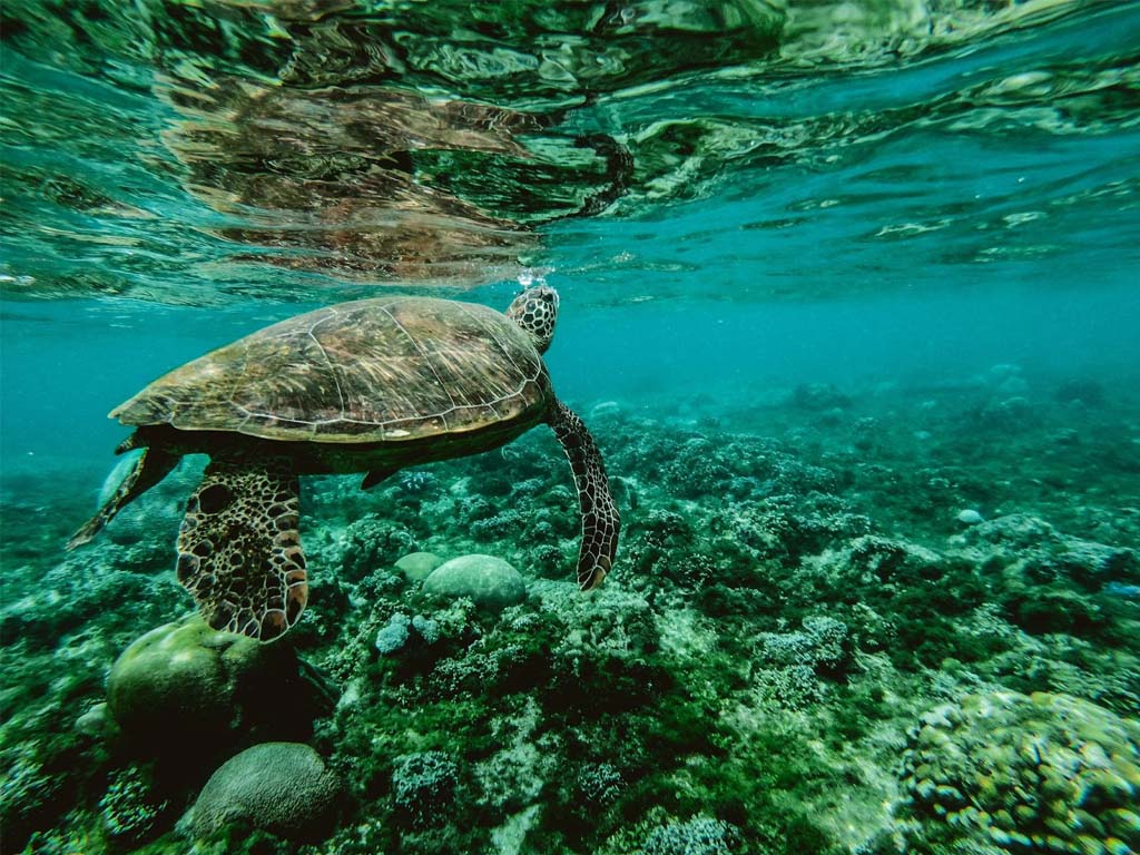 Meeresschildkröten in der Nungwi-Mnarani-Lagune, einem auf Naturschutz ausgerichteten Touristenort auf Sansibar