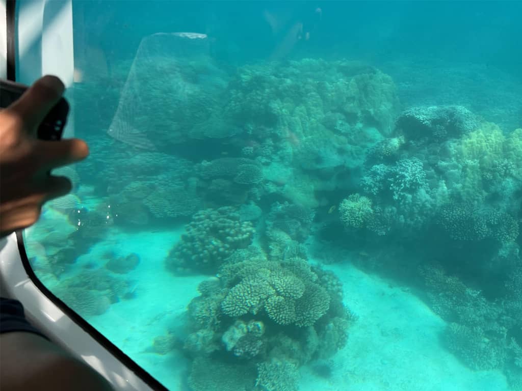 Una visione ravvicinata di un cavalluccio marino, una delle affascinanti creature del mondo sottomarino di Zanzibar.