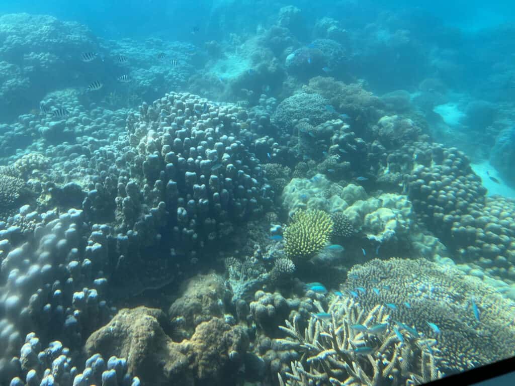 Ein lebendiges Korallenriff in der Unterwasserwelt Sansibars voller bunter Fische und Meereslebewesen.